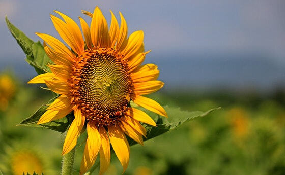 Sonnenblumen...
